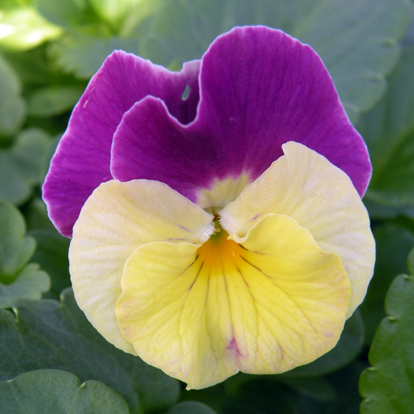 Victorian Viola Nora